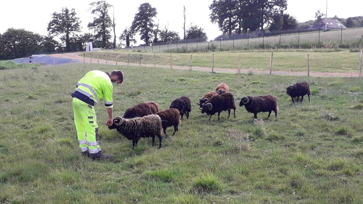 Lire la suite à propos de l’article Pocé-les-Bois. Des moutons sont arrivés pour l’écopâturage